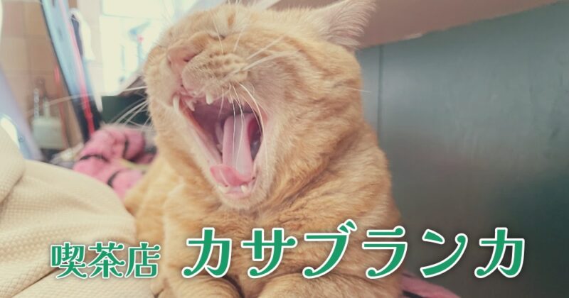【伊豆・カサブランカ】看板猫たちと優しいお母さんの喫茶店♪〈ちゅんころもちレポート〉
